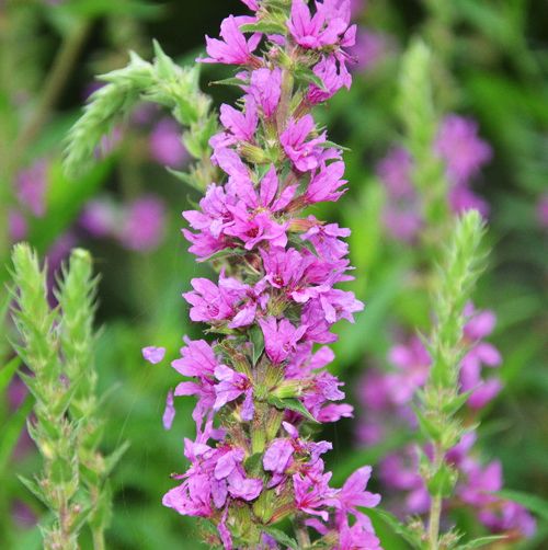 how to grow purple loosestrife from seed